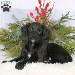 Maverick, Boxer Mix Puppy