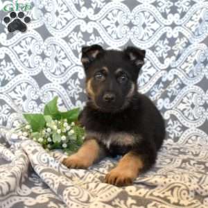 Maverick, German Shepherd Puppy
