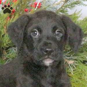 Maverick, Boxer Mix Puppy