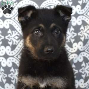 Maverick, German Shepherd Puppy
