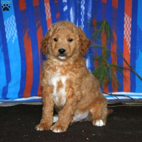 Maverick, Mini Goldendoodle Puppy