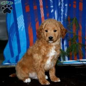 Maverick, Mini Goldendoodle Puppy
