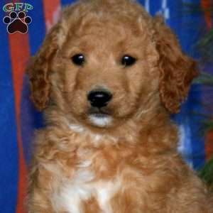 Maverick, Mini Goldendoodle Puppy