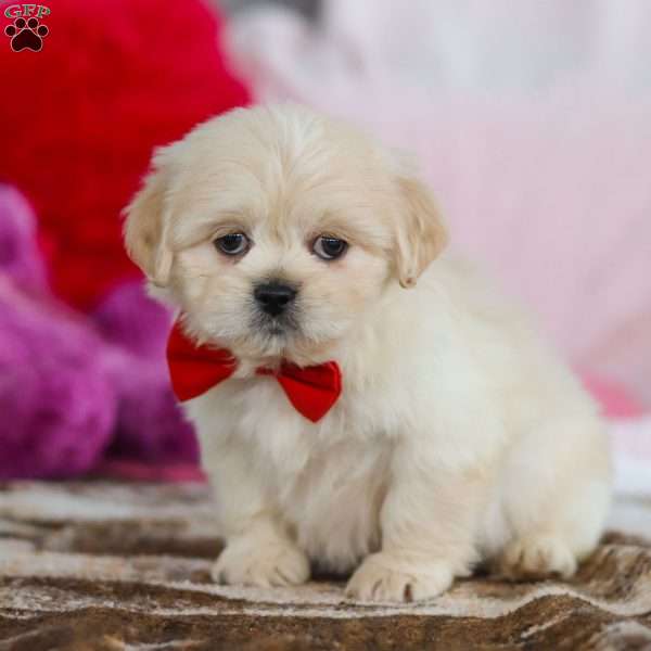 Max, Lhasa Apso Puppy