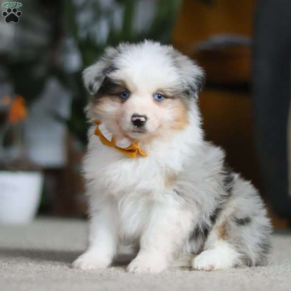 Max, Miniature Australian Shepherd Puppy