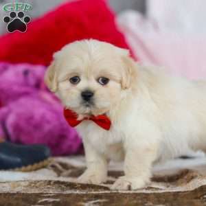 Max, Lhasa Apso Puppy