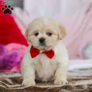 Max, Lhasa Apso Puppy