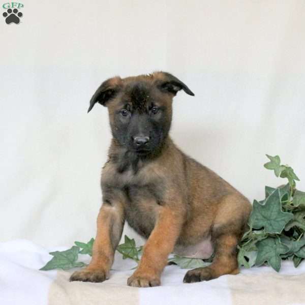 Max, Belgian Malinois Puppy