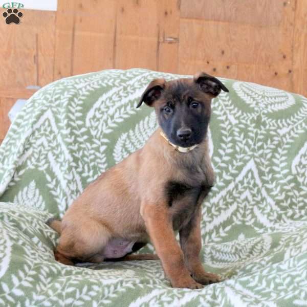 Max, Belgian Malinois Puppy