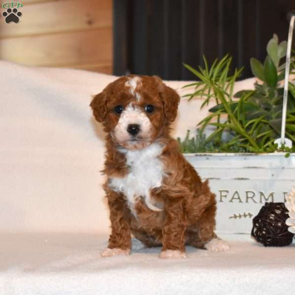 Max, Mini Goldendoodle Puppy