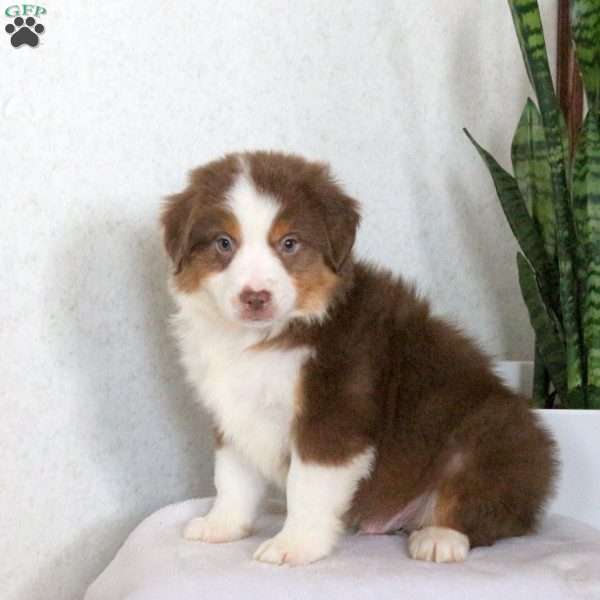 Max, Miniature Australian Shepherd Puppy