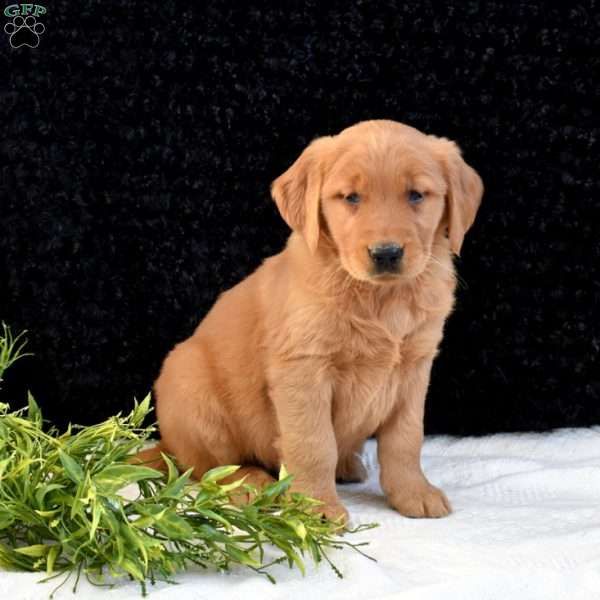 Max, Golden Retriever Puppy