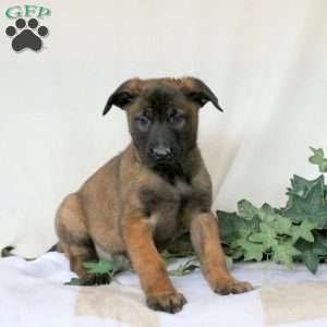 Max, Belgian Malinois Puppy