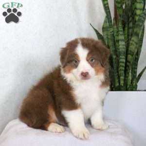 Max, Miniature Australian Shepherd Puppy
