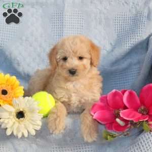 Max – F1B, Mini Labradoodle Puppy