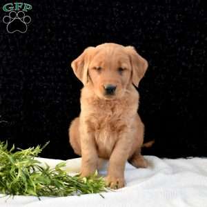 Max, Golden Retriever Puppy