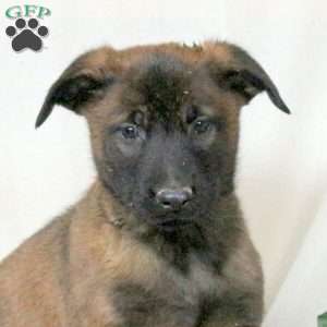 Max, Belgian Malinois Puppy