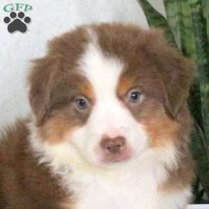 Max, Miniature Australian Shepherd Puppy