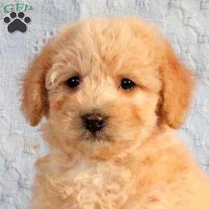 Max – F1B, Mini Labradoodle Puppy