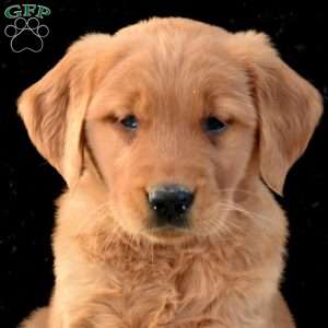 Max, Golden Retriever Puppy