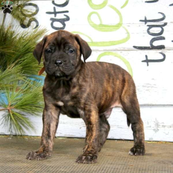 Max, English Mastiff Puppy