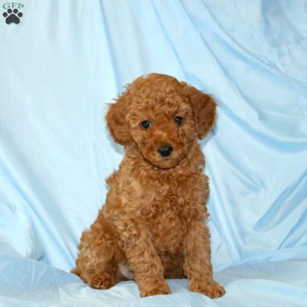 Max, Miniature Poodle Puppy