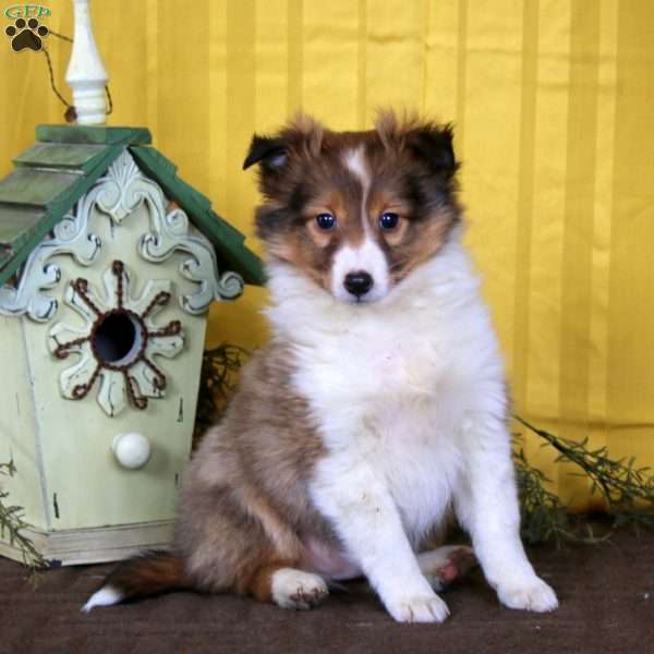 Max, Sheltie Puppy