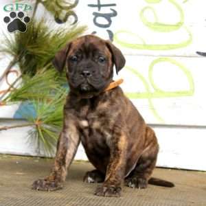 Max, English Mastiff Puppy