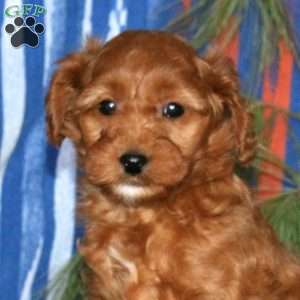 Max, Mini Goldendoodle Puppy