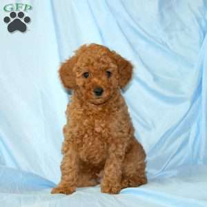 Max, Miniature Poodle Puppy