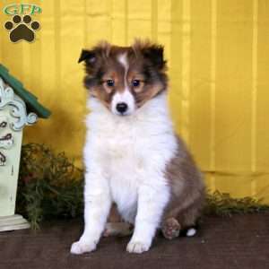Max, Sheltie Puppy