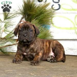 Max, English Mastiff Puppy