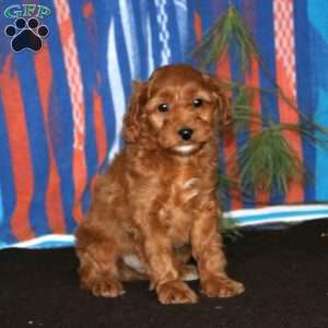 Max, Mini Goldendoodle Puppy