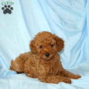 Max, Miniature Poodle Puppy