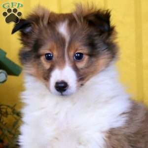 Max, Sheltie Puppy