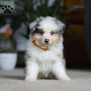 Max, Miniature Australian Shepherd Puppy