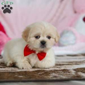 Max, Lhasa Apso Puppy