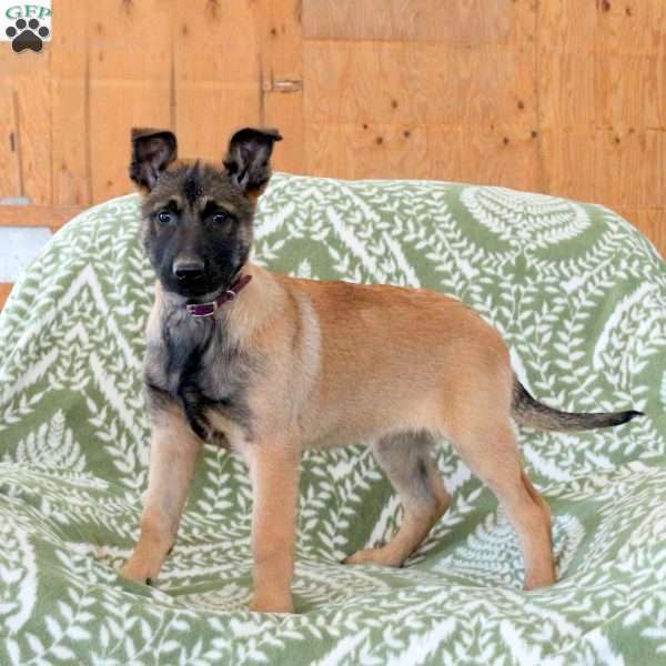 May, Belgian Malinois Puppy