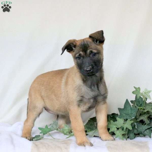 May, Belgian Malinois Puppy