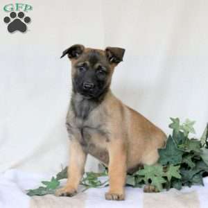 May, Belgian Malinois Puppy