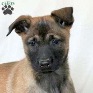 May, Belgian Malinois Puppy