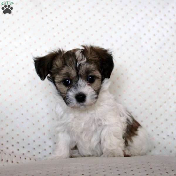 Maya, Havanese Puppy