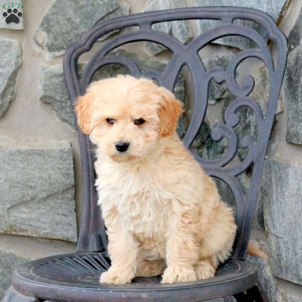 Maya, Mini Goldendoodle Puppy