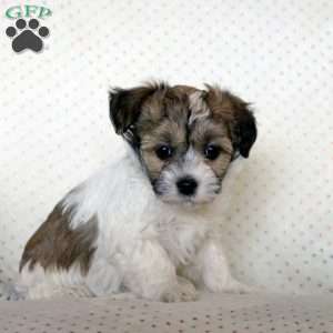 Maya, Havanese Puppy