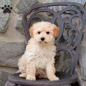 Maya, Mini Goldendoodle Puppy