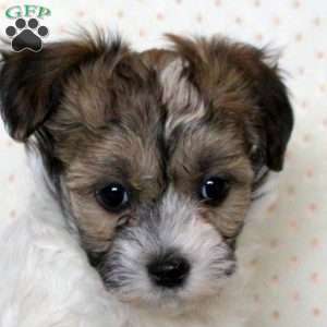 Maya, Havanese Puppy