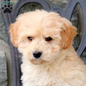 Maya, Mini Goldendoodle Puppy