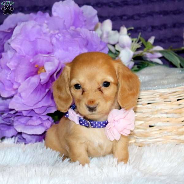 Megan – Mini, Dachshund Puppy