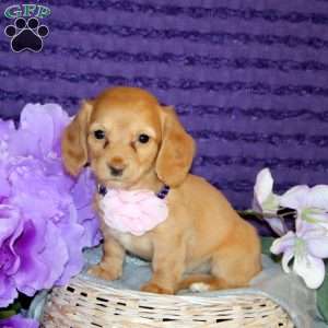 Megan – Mini, Dachshund Puppy
