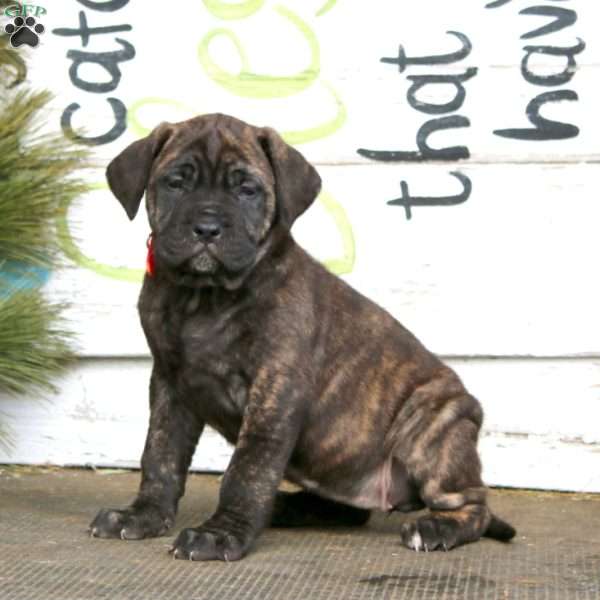 Melissa, English Mastiff Puppy